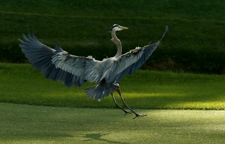 Un airone cinerino appassionato di golf.... (Reuters)